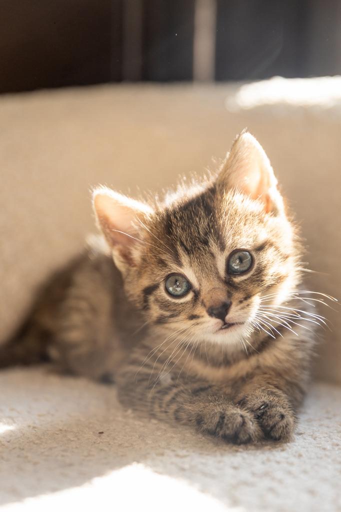 2 kittens te koop, Dieren en Toebehoren, Katten en Kittens | Overige Katten, Kortharig, Poes, 0 tot 2 jaar