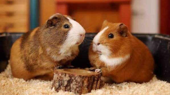 Jonge Cavia's 3 - 8 weken div.kleuren, Dieren en Toebehoren, Cavia, Augustus, Meerdere dieren, Tam