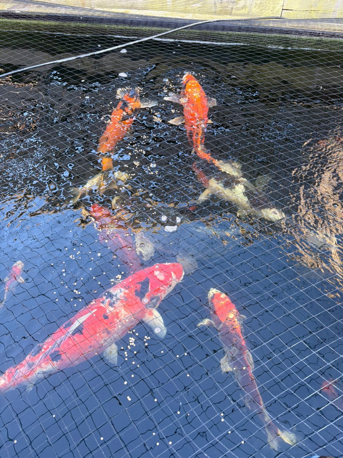 Japanse kois en 2 albino steur, Dieren en Toebehoren