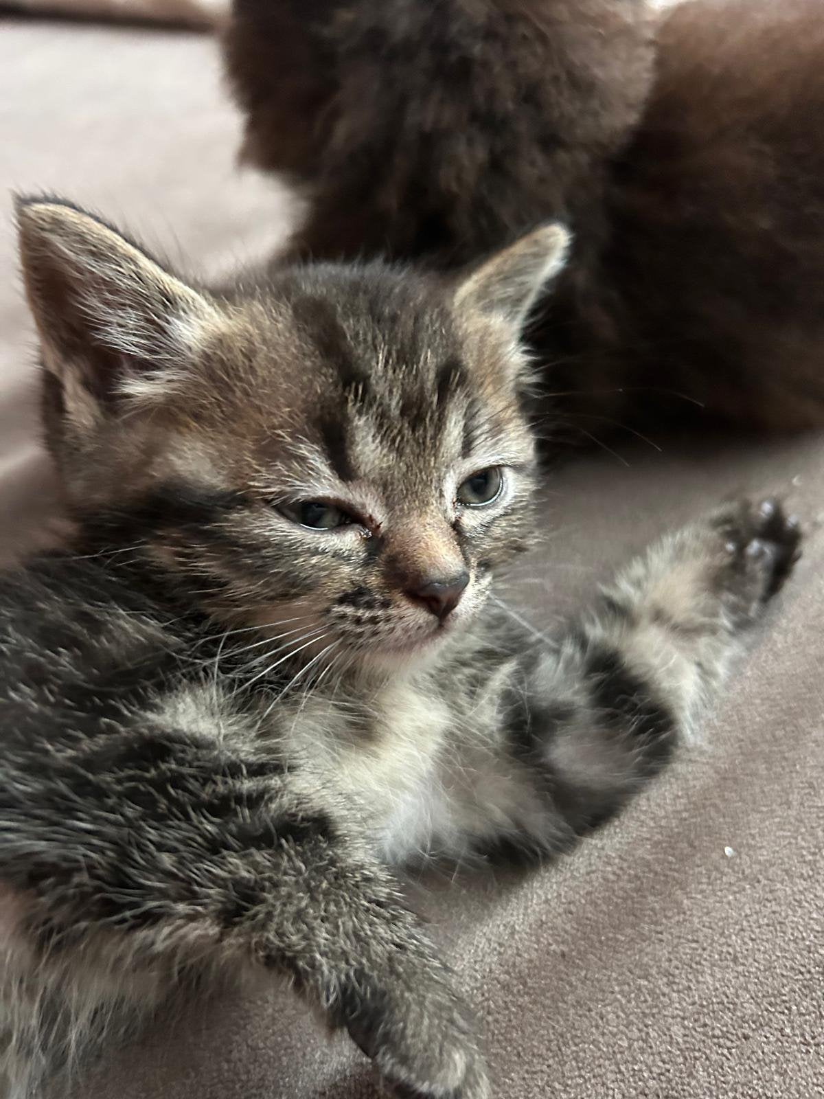 Heilige birmaan x buurtkat kitten, Dieren en Toebehoren, Poes, 0 tot 2 jaar