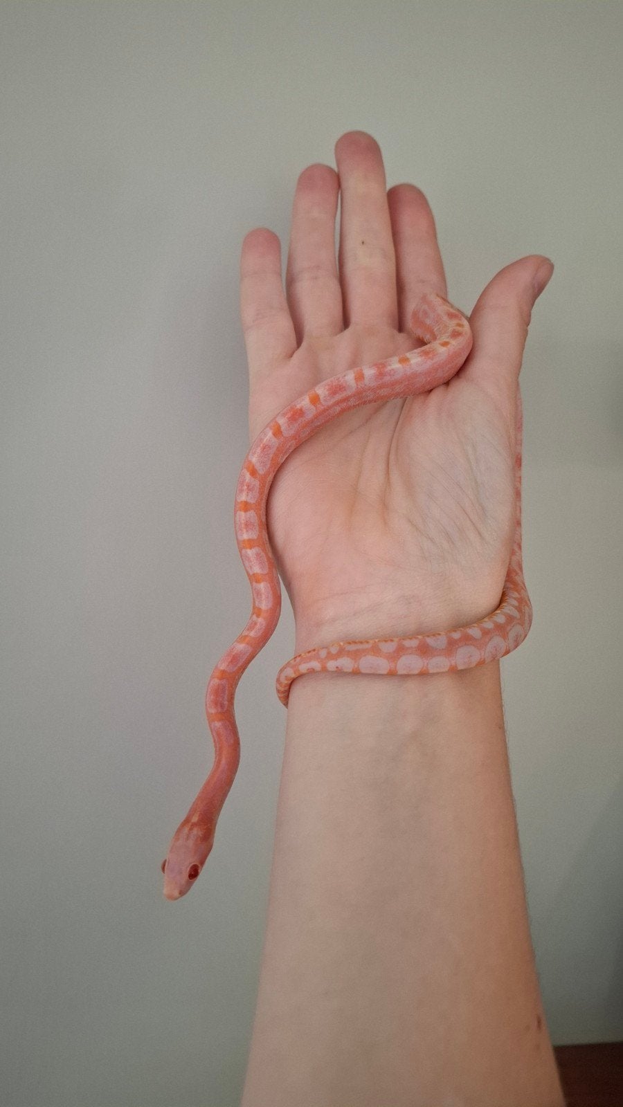 pantherophis guttatus 0.1 amel scaleless 100% het motley, Slang, 0 tot 2 jaar
