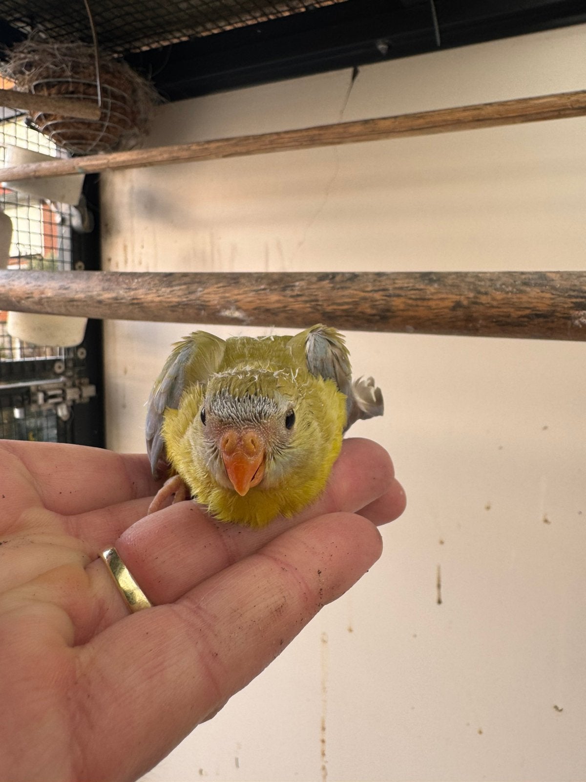 Jonge turquoisine parkiet geel dilute opalone roodbuik, Meerdere dieren, Parkiet, Tam