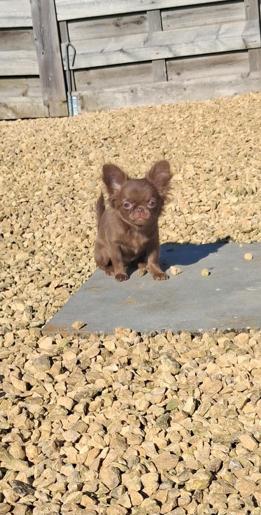prachtig chihuahua dotje, België, Particulier, 15 weken tot 1 jaar, Teef