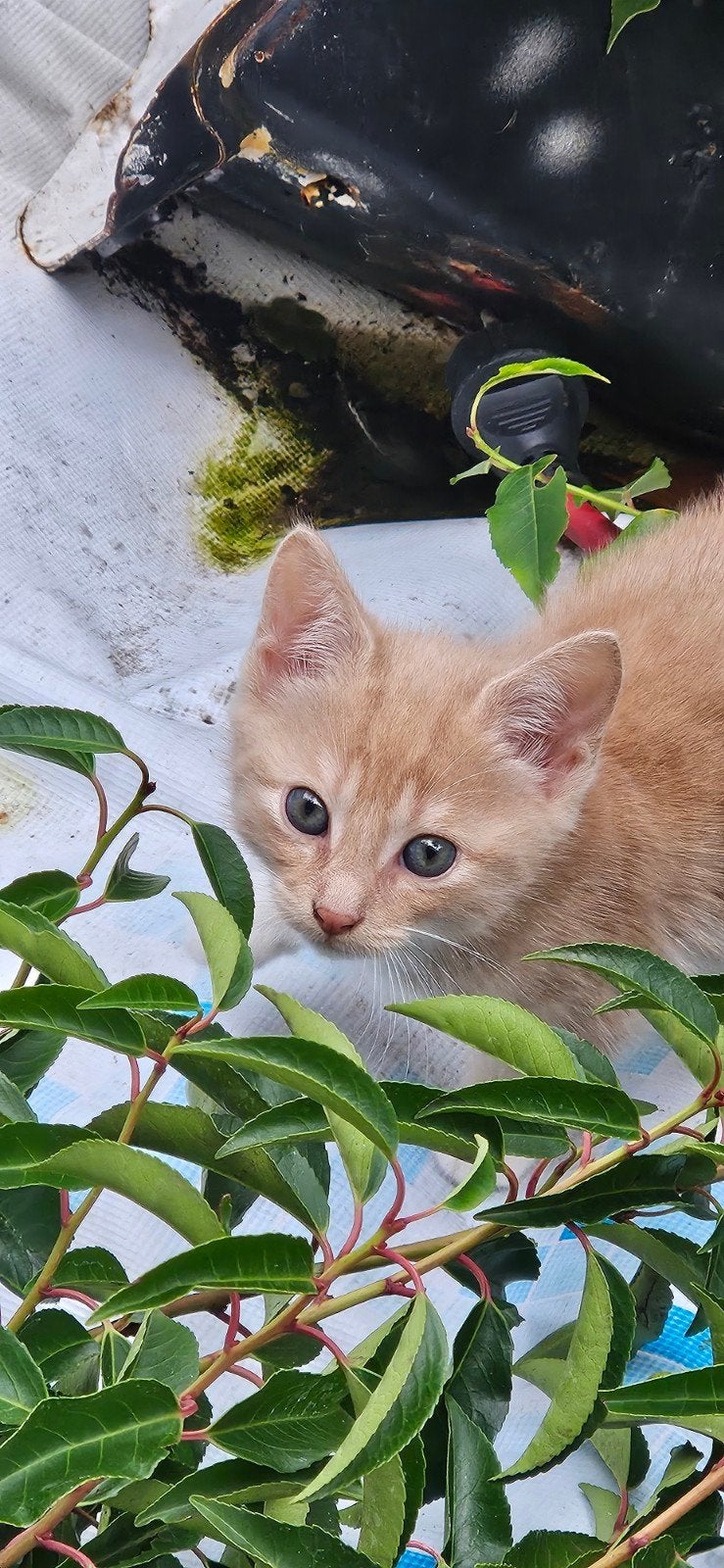 kittens
