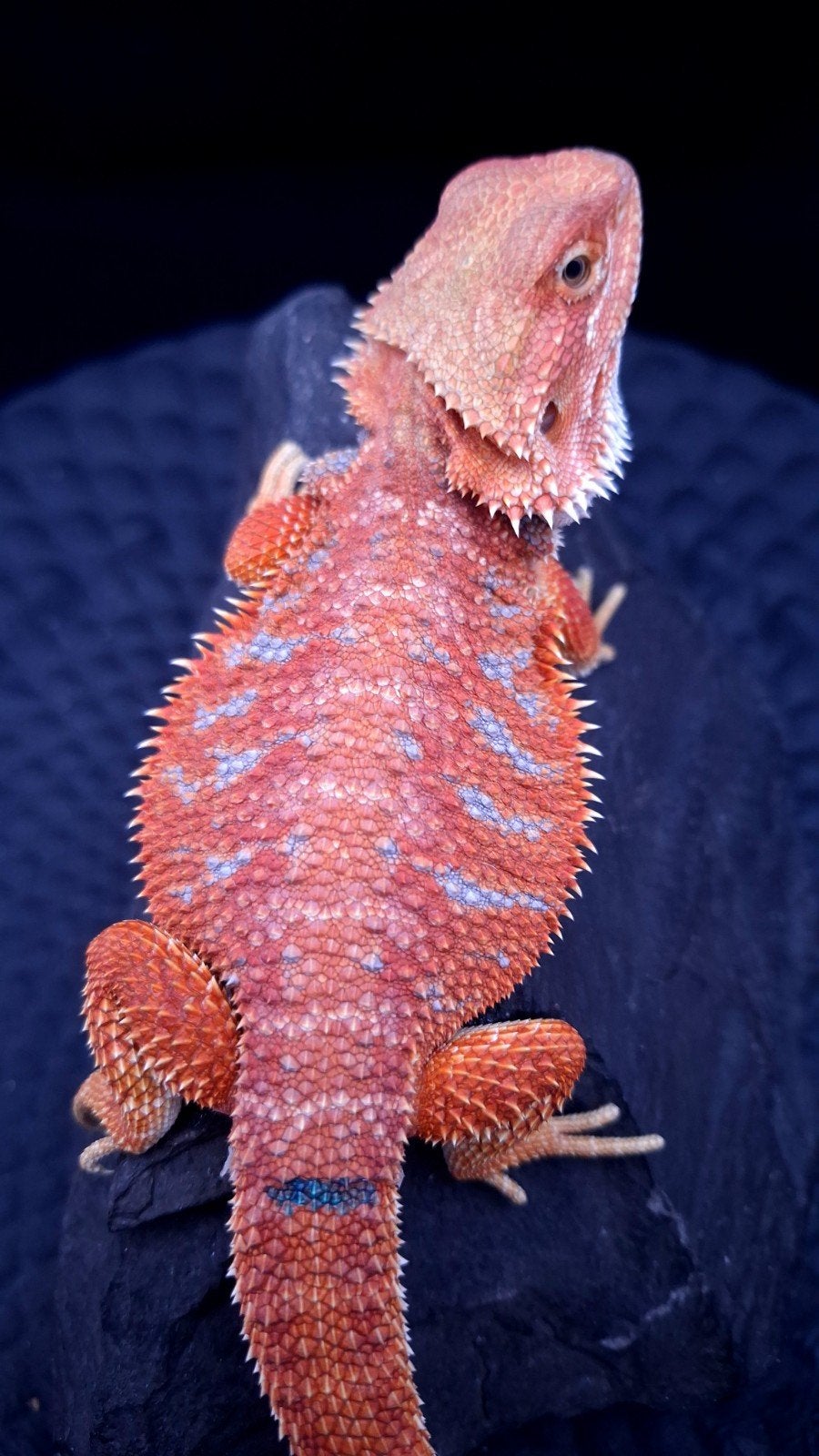 Red Hypo G-Stripe Blue Tiger Baardagaam Man Bearded Dragon photo 4