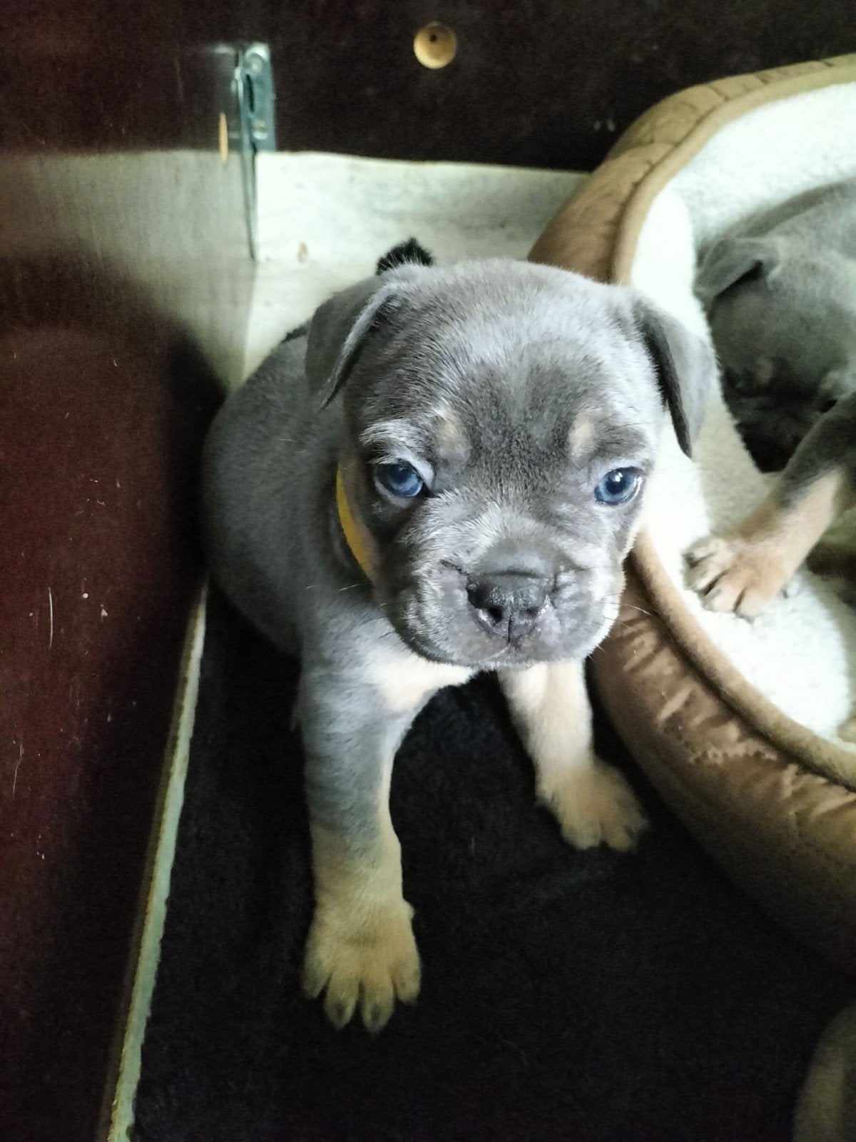 2 prachtige Franse bulldog pups, Dieren en Toebehoren, Reu, 8 tot 15 weken, Parvo, Bulldog