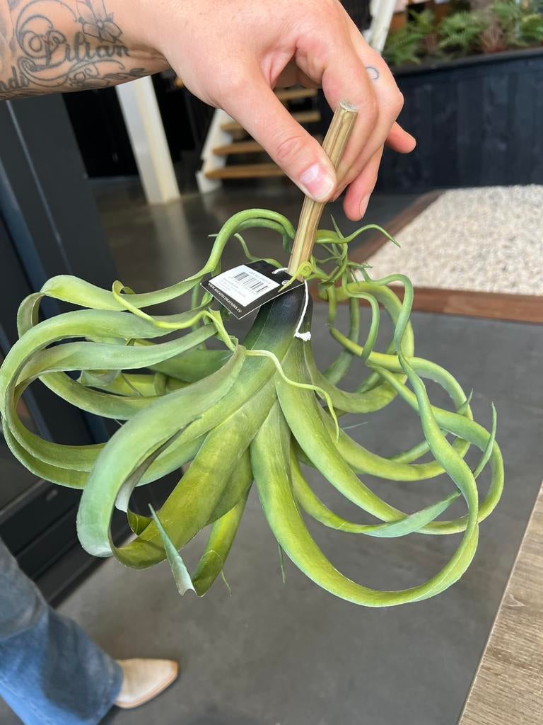Kunst Tillandsia, Ophalen, Halfschaduw, Minder dan 100 cm