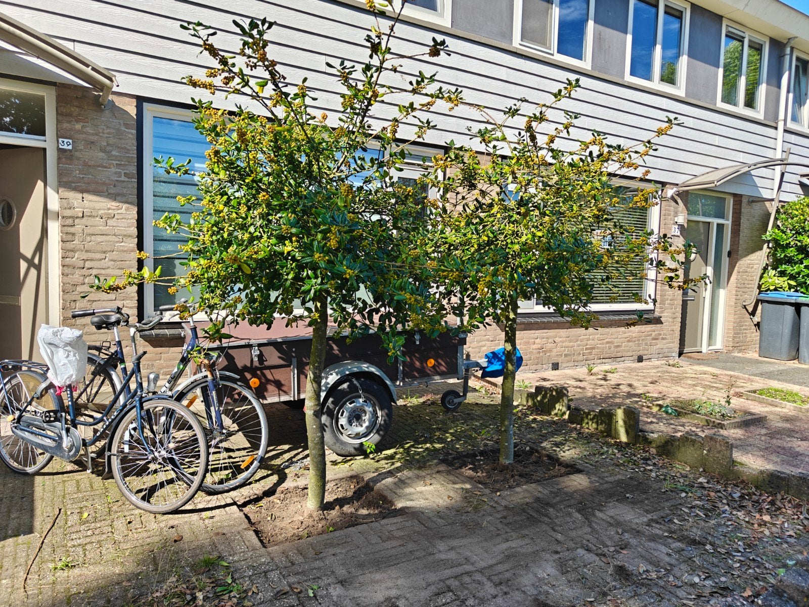2 hulst Boompjes, Tuin en Terras, Planten | Bomen, Ophalen, 100 tot 250 cm