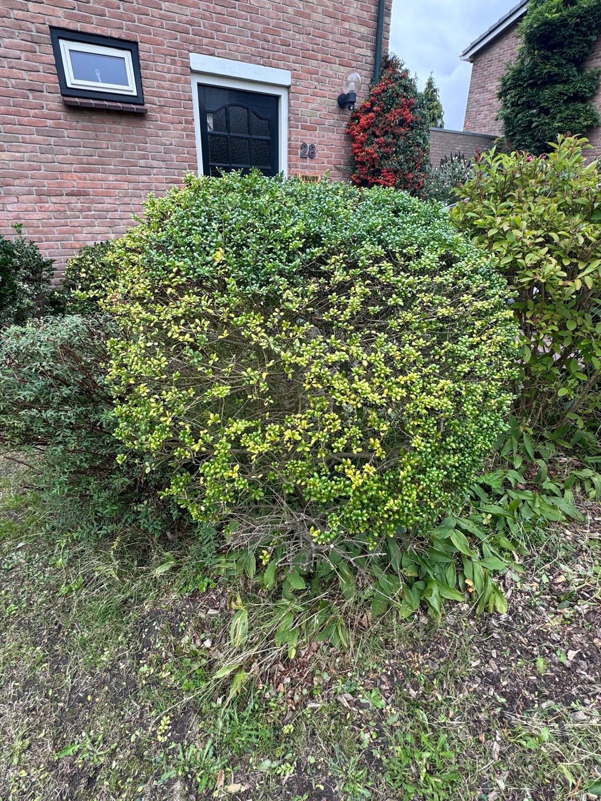 Gratis grote  Buxusstruik, Tuin en Terras, Vaste plant, Bloeit niet, Halfschaduw, Ophalen