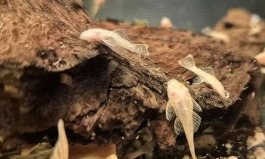 L144 Albino ancistrussen jonkies, Dieren en Toebehoren, Vissen | Aquariumvissen, Vis, Zoetwatervis