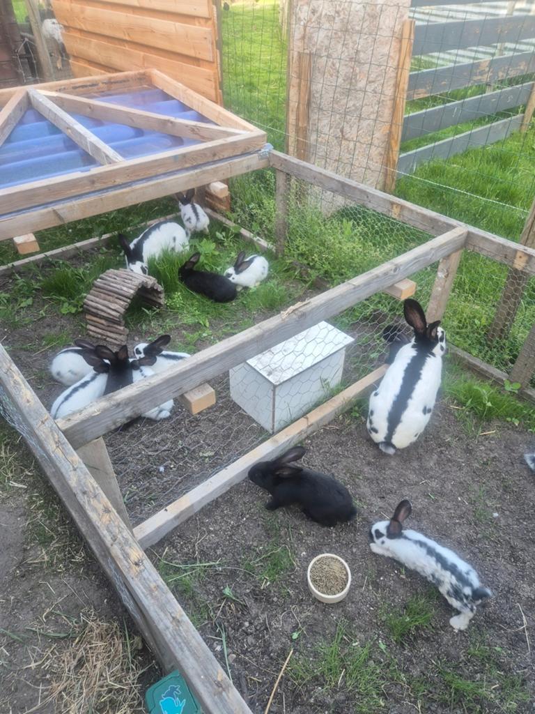 Lotharinger konijnen te koop, Dieren en Toebehoren, Mannelijk