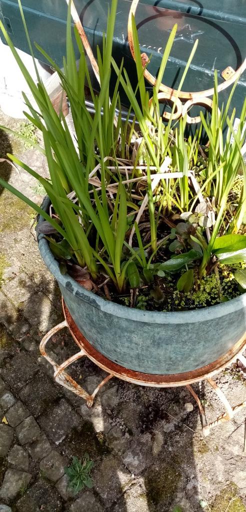 Vijverplanten en overig, Tuin en Terras, Planten | Tuinplanten, Ophalen, Overige soorten, Volle zon