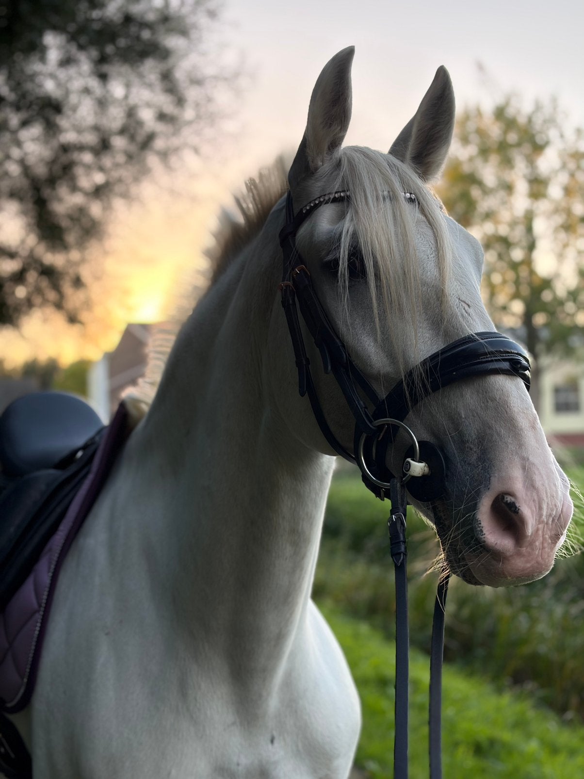 Verzorger gezocht voor 2 pre’s DELFT, Dieren en Toebehoren, Ophalen