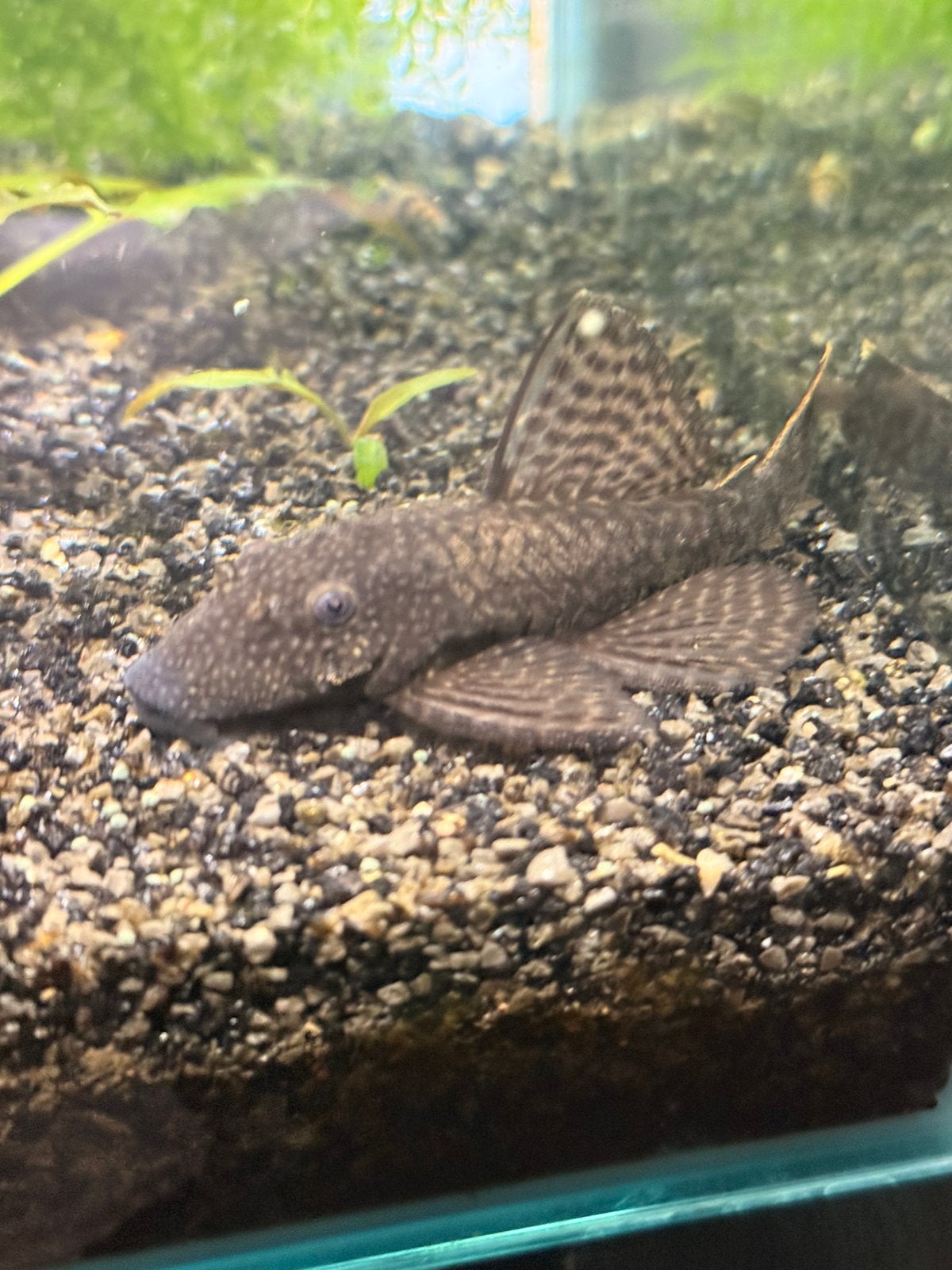 Borstelneus Pleco algeneter volwassen, Vis