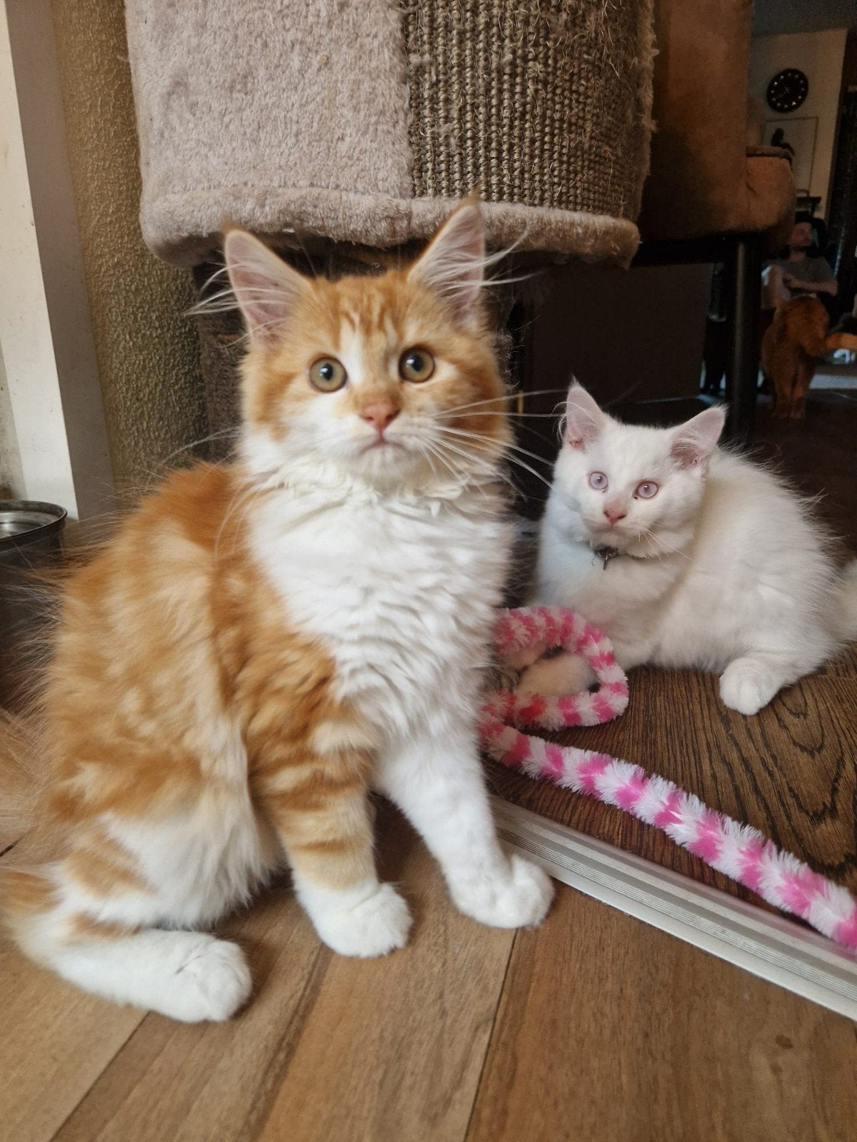Tekoop- geweldige  maine coon kittens 😍😹😻💙💞, Dieren en Toebehoren, Katten en Kittens | Raskatten | Langhaar, Meerdere dieren