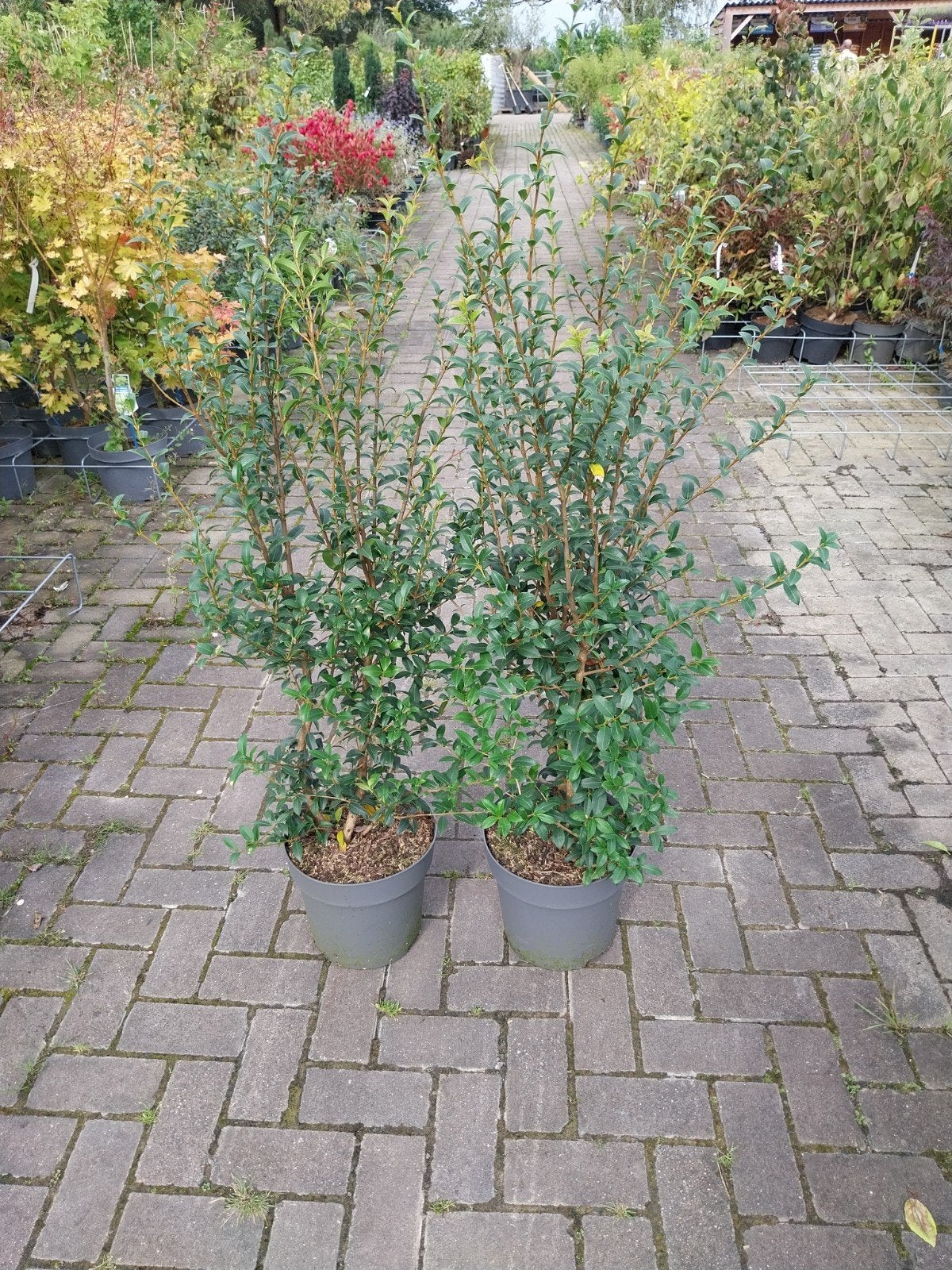 Osmanthus Burkwoodii 80-120 cm, Vaste plant, Halfschaduw, Lente, Ophalen