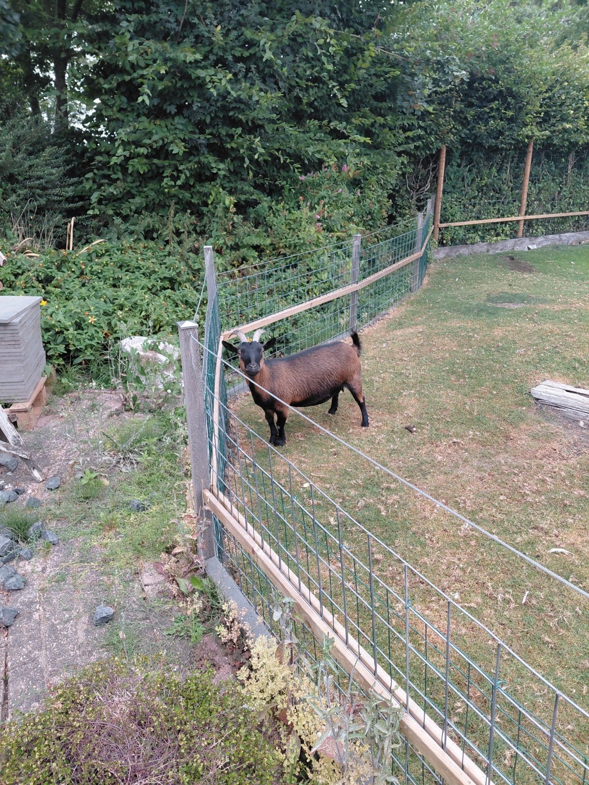 Lief geitje, Dieren en Toebehoren, Schapen, Geiten en Varkens, Vrouwelijk, Geit, 3 tot 5 jaar