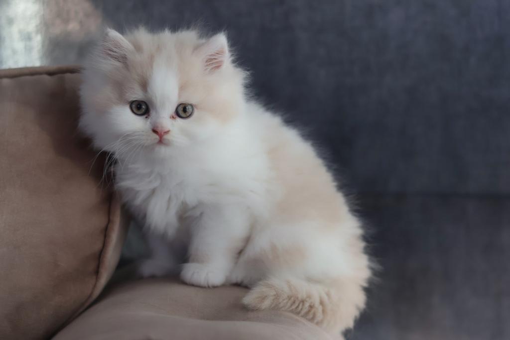 Beige White Britse Langhaar Kater – Fluffy & Prachtige kleur, Dieren en Toebehoren, Kater, Gechipt