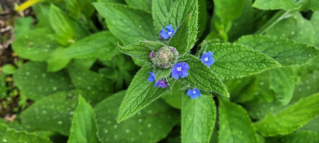 Overblijvende ossentong en meer,vaste planten, Ophalen, Overige soorten, Volle zon