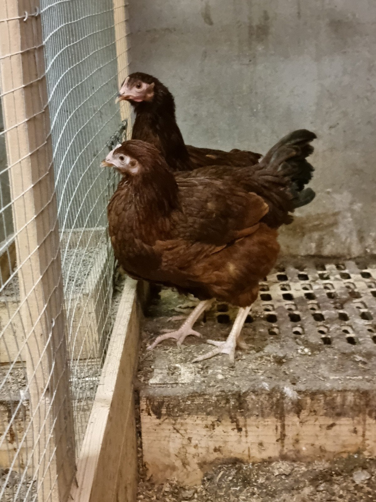 Rhode island red hennen, Dieren en Toebehoren, Pluimvee, Vrouwelijk, Kip