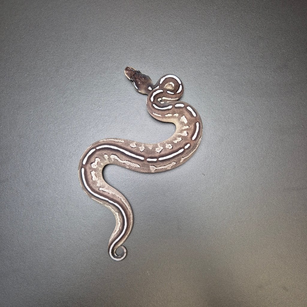 axanthic bongo mojave p. regius Ball Python photo 2