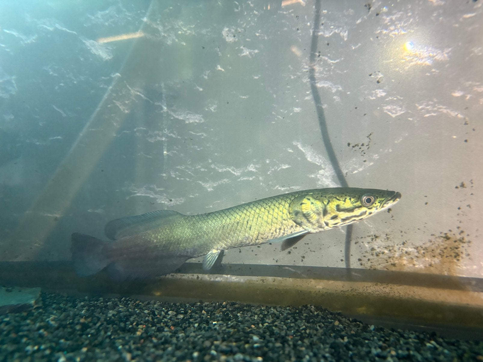 Arapaima  - Pirarucu €320 - Cichla - Potamotrygon - Arowana, Vis