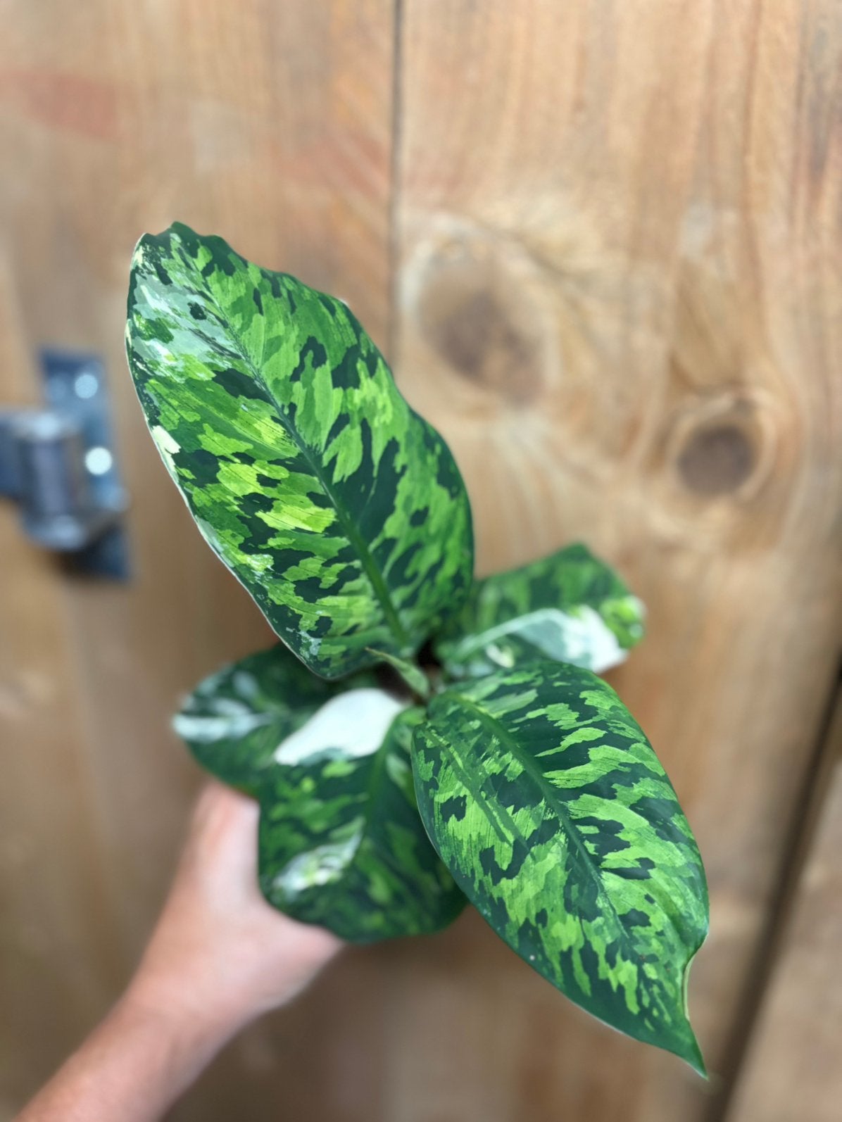 Homalomena camouflage plant variegata albo white wit mint, Huis en Inrichting, Ophalen of Verzenden, Halfschaduw, Minder dan 100 cm