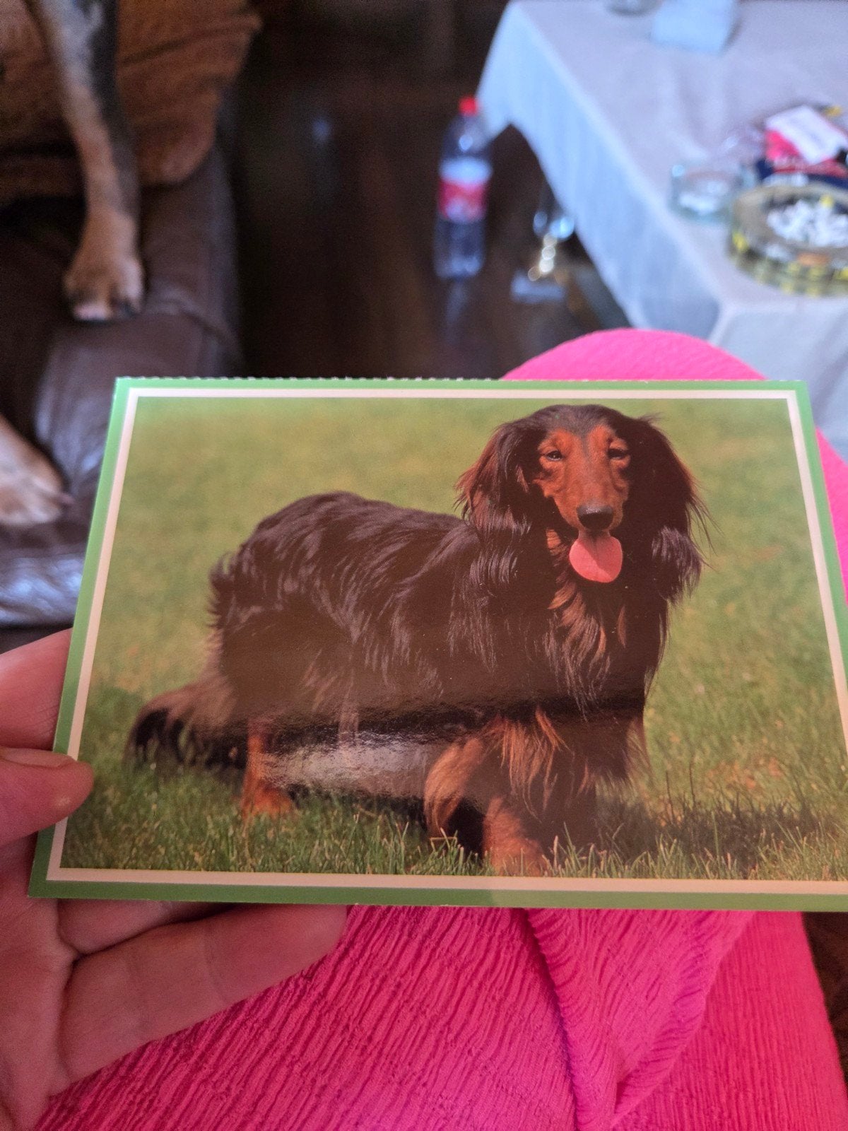 Ansichtkaart Langharige Teckel Hond, Ophalen of Verzenden, 1980 tot heden, Ongelopen, Hond of Kat