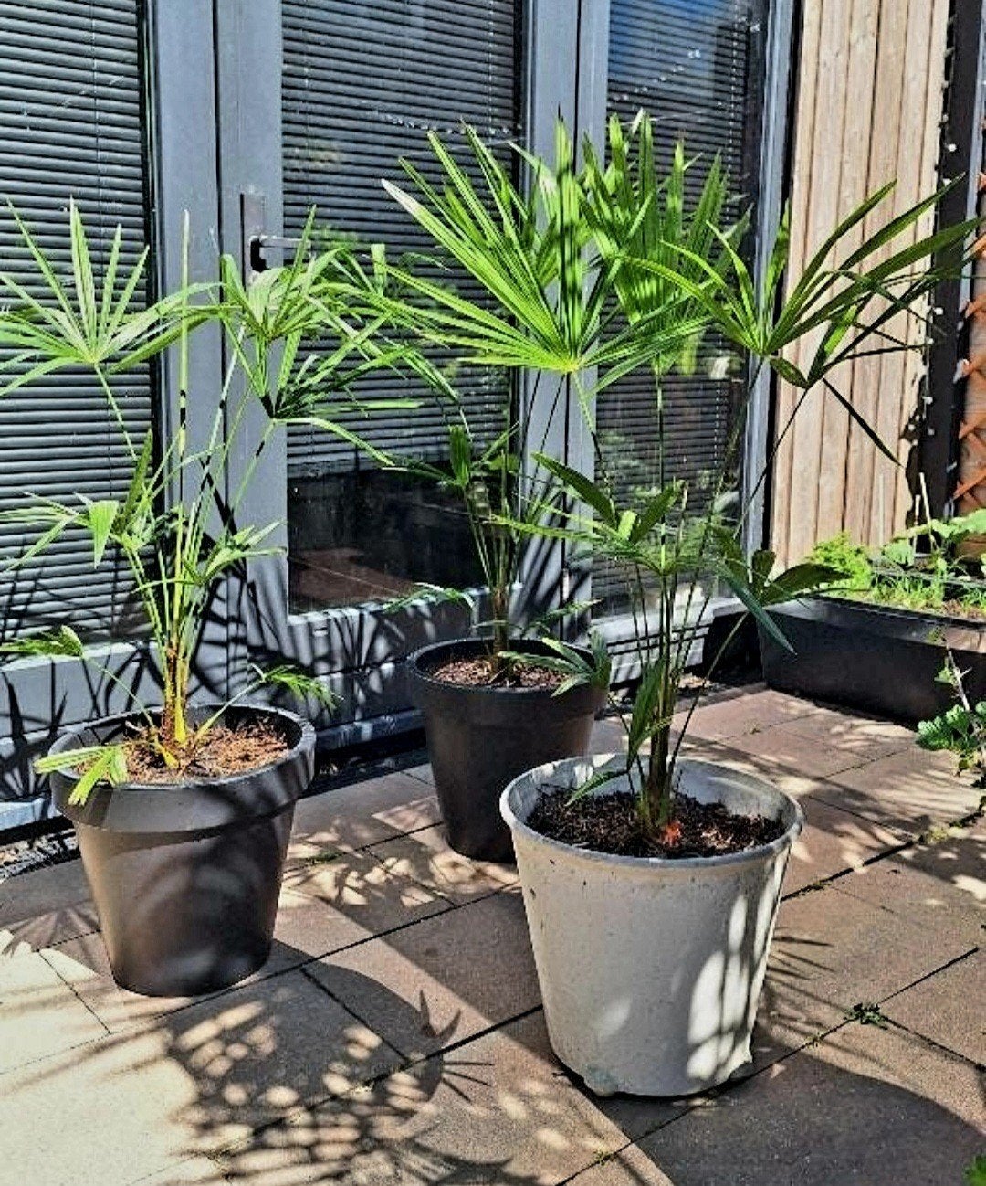zelf gekweekte winterharde palmbomen inclusief pot, Tuin en Terras, Ophalen, Vaste plant, Overige soorten, Volle zon