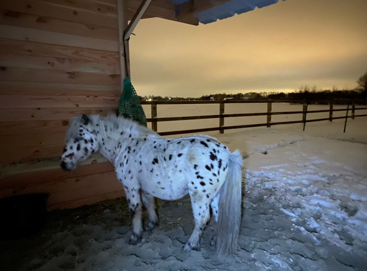 Leuke Appaloosa hengst, Ophalen, Zo goed als nieuw, Paard, Beeldje of Figuurtje