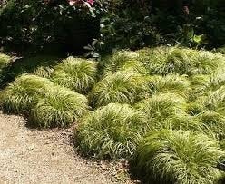 Carex car the Beatles. Hangend siergras P9 planten, Vaste plant, Siergrassen, Ophalen of Verzenden, Halfschaduw