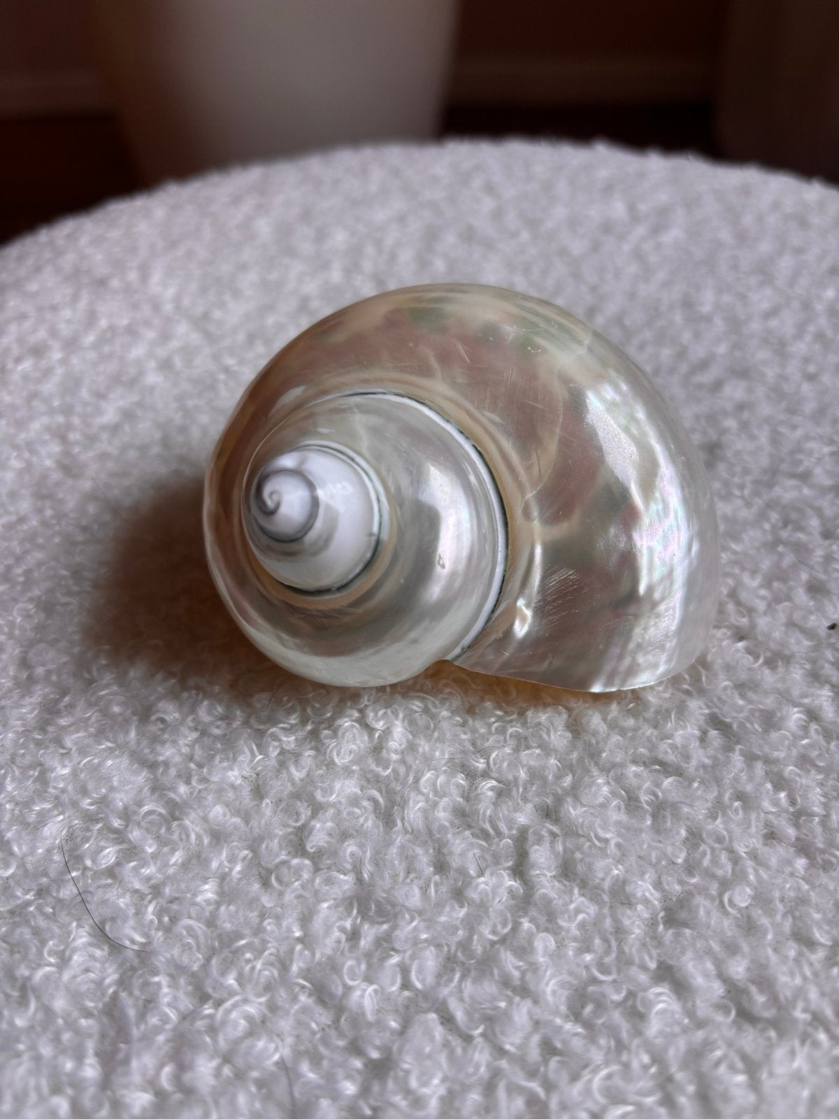 Prachtige Schelp Parelmoer Decoratie, Overige stijlen, Ophalen of Verzenden, Zo goed als nieuw, Natuurlijk materiaal