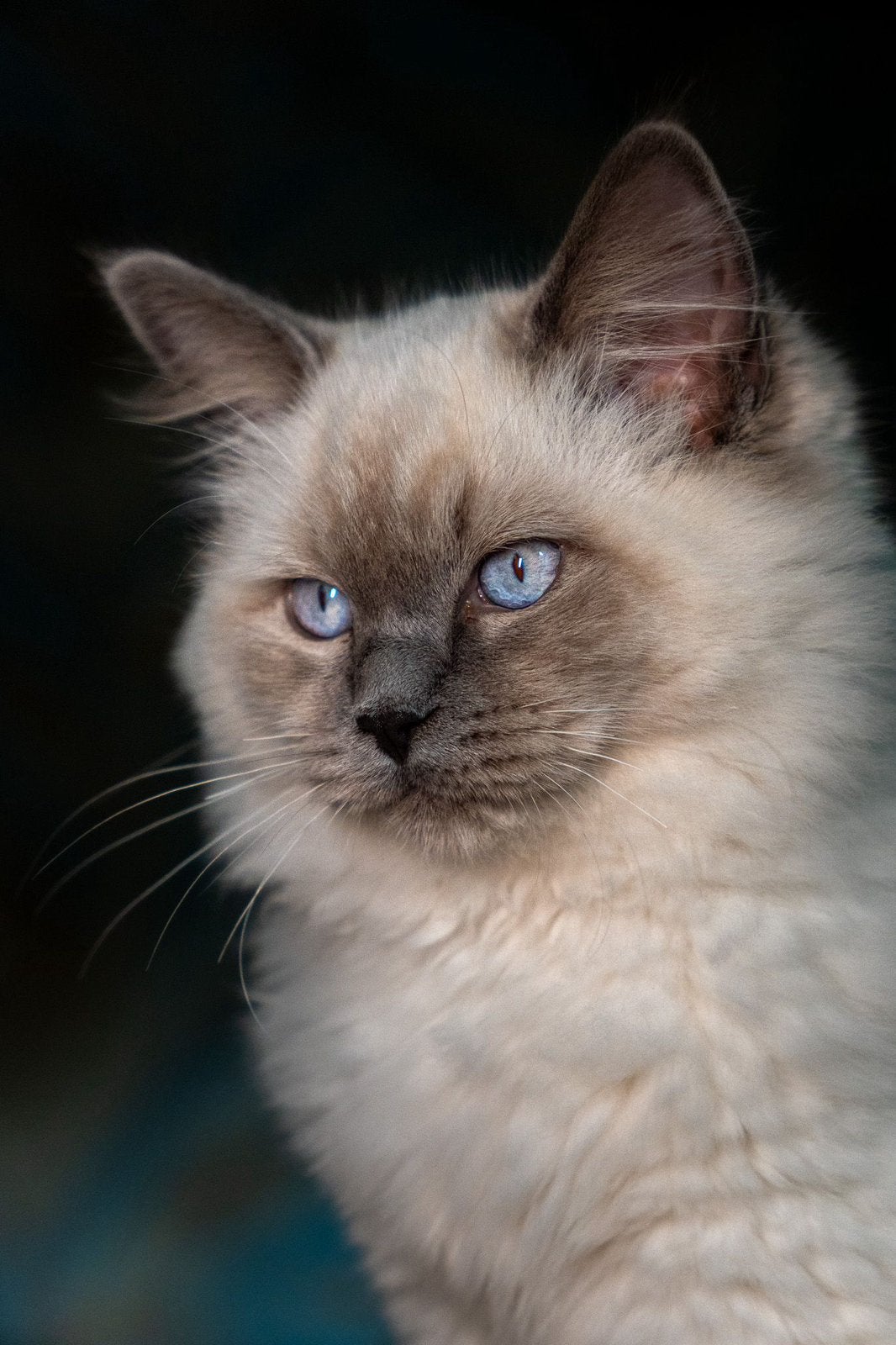 Prachtige Ragdoll Blue Point dekkater(niet te koop), Kater, Met stamboom, 0 tot 2 jaar