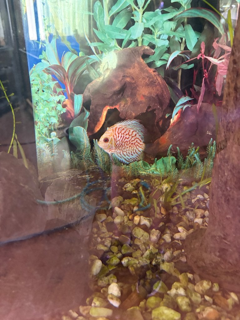 Discus vissen, Vis, Zoetwatervis