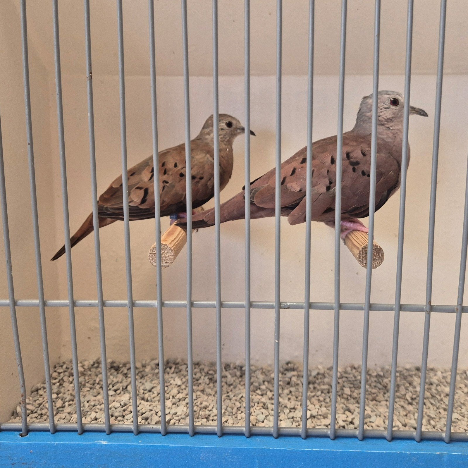 Koppels Talpacotiduifjes (Columbina talpacoti), Dieren en Toebehoren, Vogels | Overige Vogels, Meerdere dieren