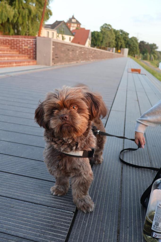 2 jarige Shih tzu te koop!, Reu, 1 tot 2 jaar, Parvo, Meerdere