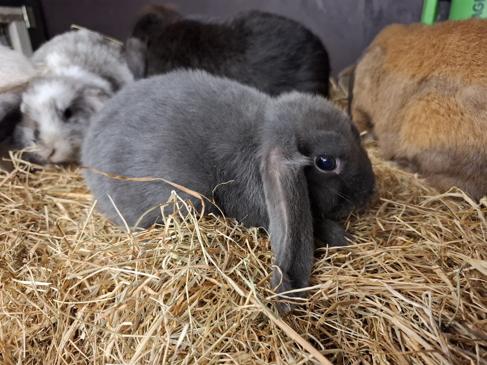 Te koop Hangoor Dwerg  blauwgrijs, Dieren en Toebehoren, Vrouwelijk, Dwerg, Hangoor