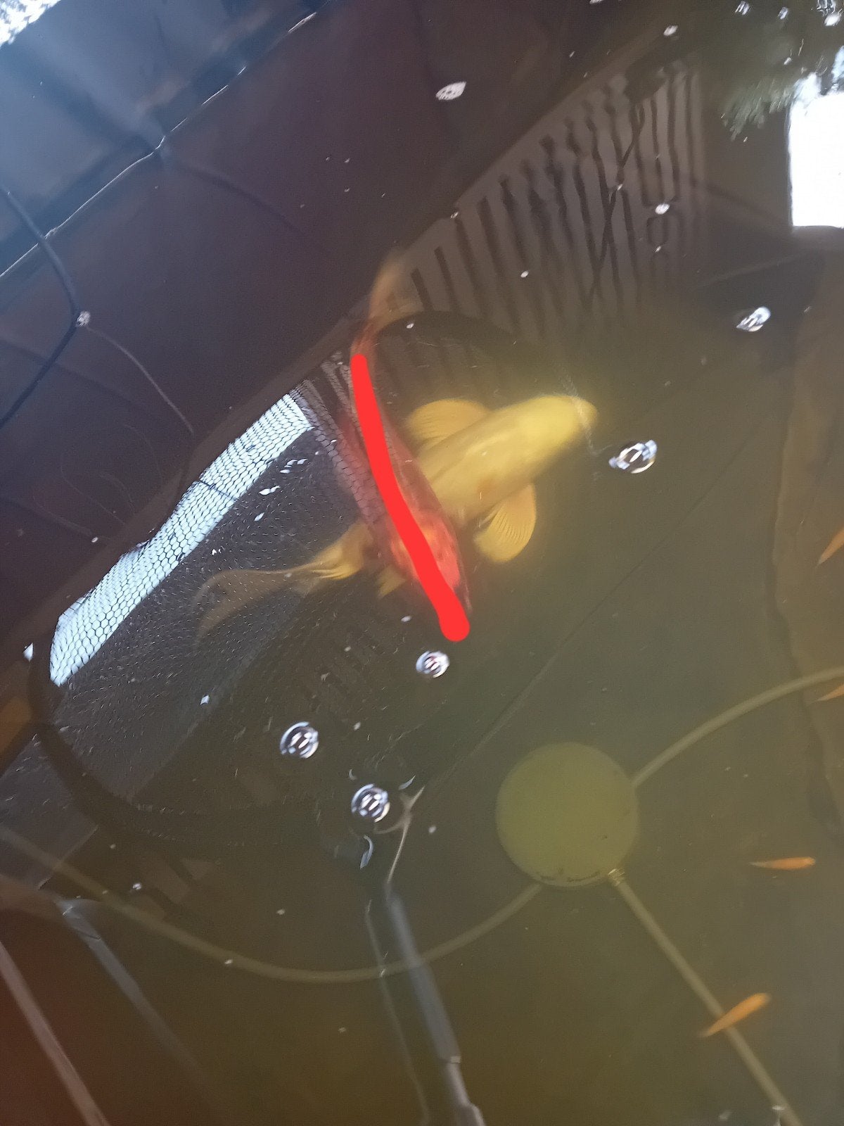 8 prachtige grote kois, Karper of Koi