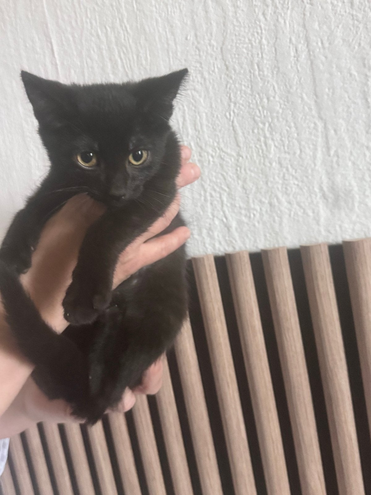 2 kittens te koop, Ophalen