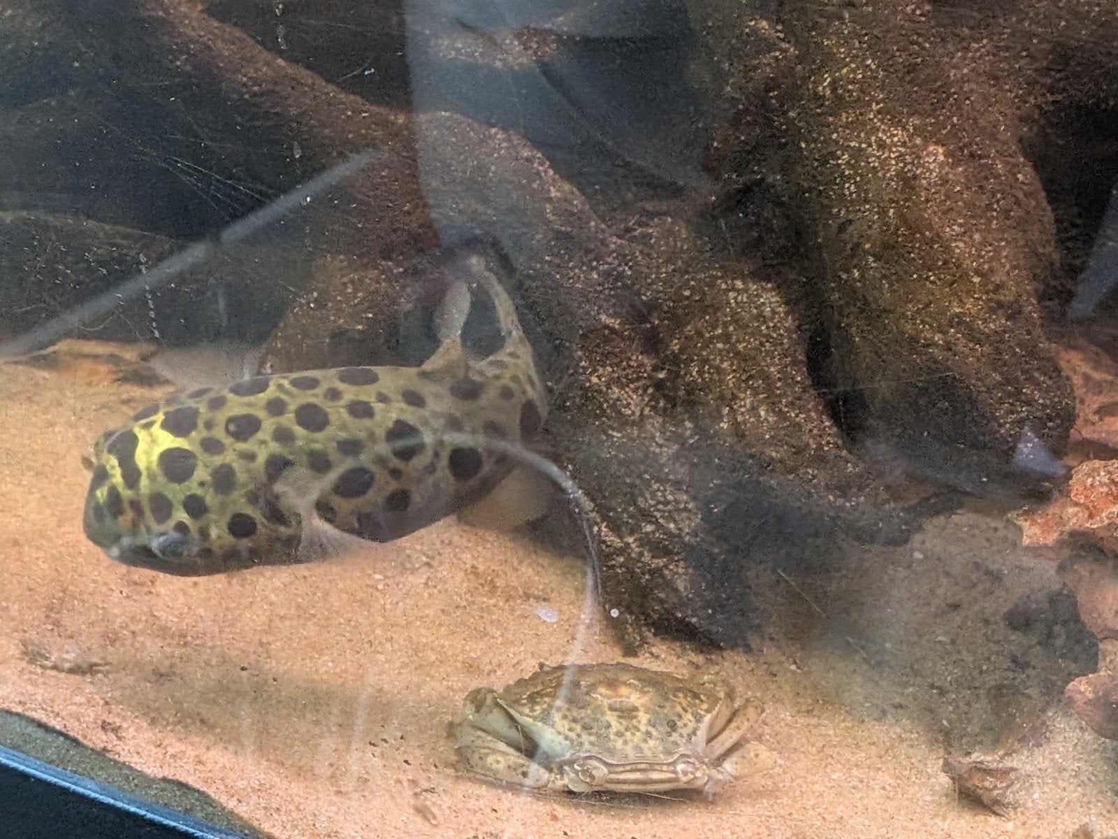 green spotted puffer GSP, Dieren en Toebehoren, Vis