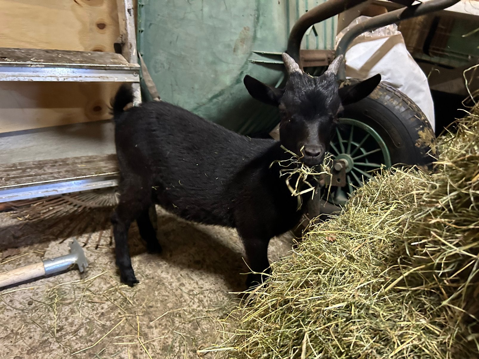 Dwergbok, Dieren en Toebehoren, Mannelijk, Schaap, 0 tot 2 jaar