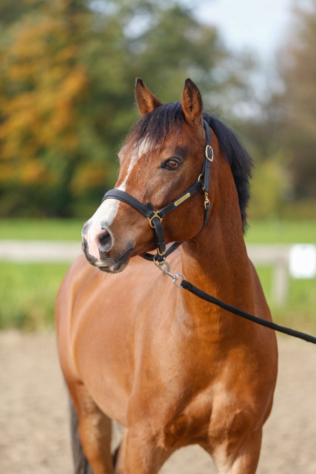 Allround sportpony te koop, Dieren en Toebehoren, Pony's, Ruin, D pony (1.37m tot 1.48m)