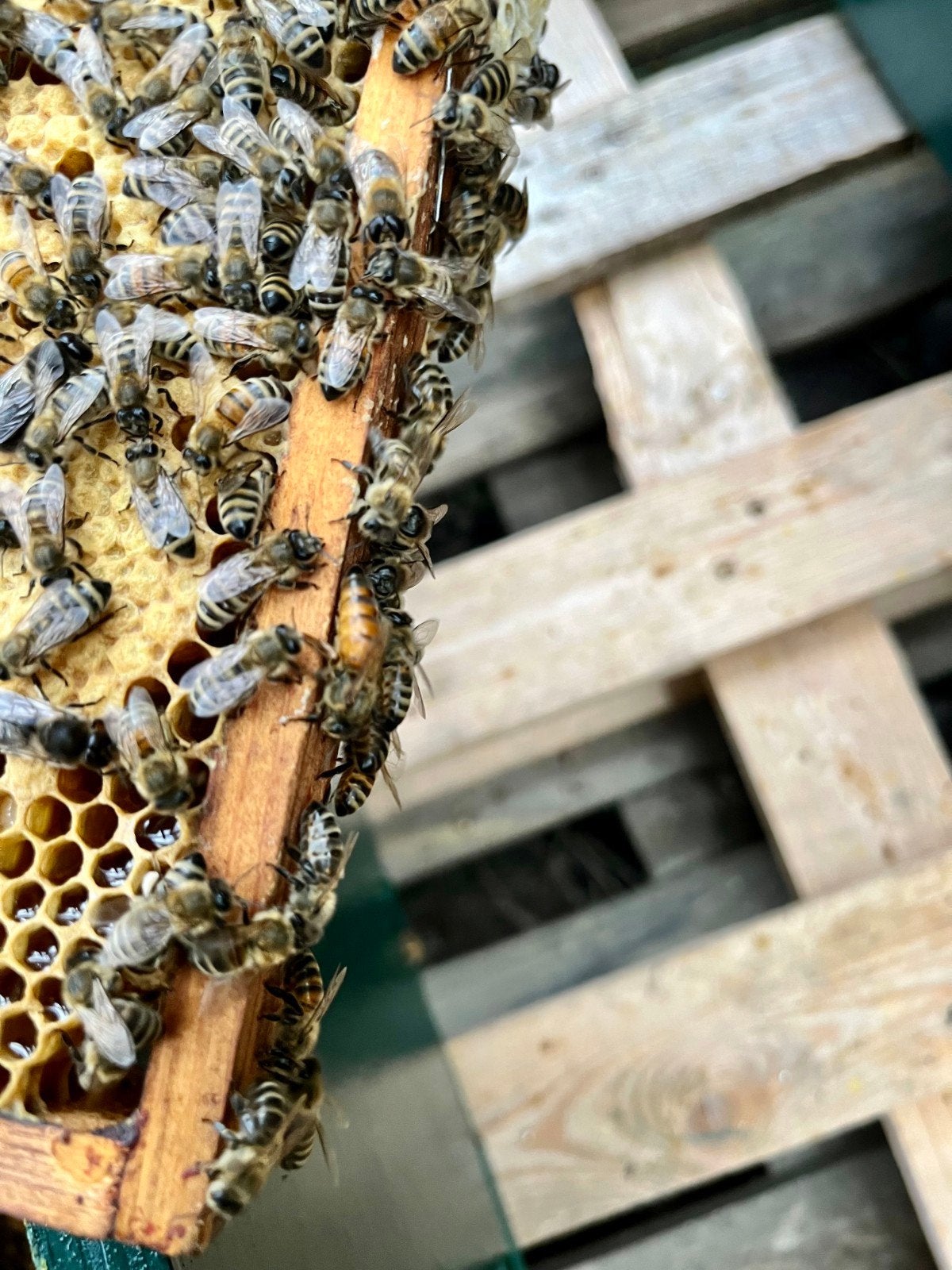 Carnica F1 bijenvolk met jonge koningin uit 2026, Dieren en Toebehoren, Bijen