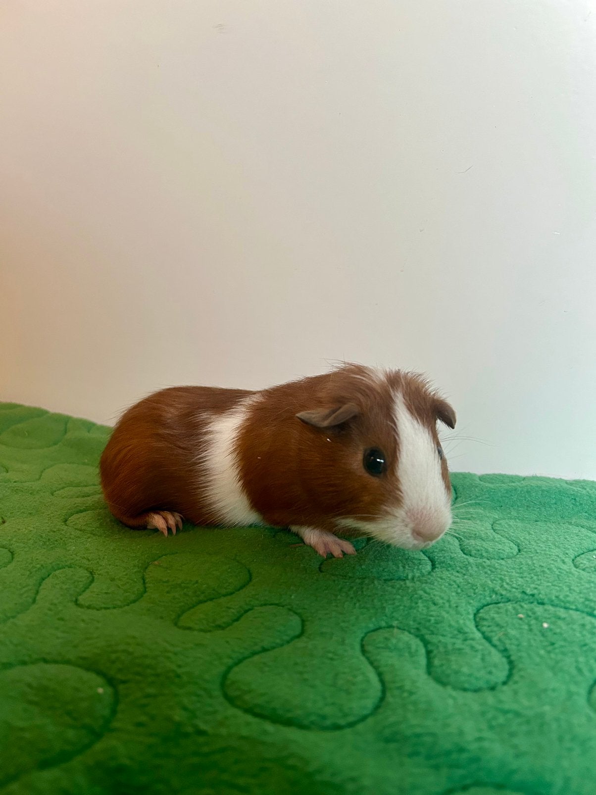 Jong gladharig caviabeertje ter adoptie,voor bij oudere beer, Juli, Mannelijk, Cavia