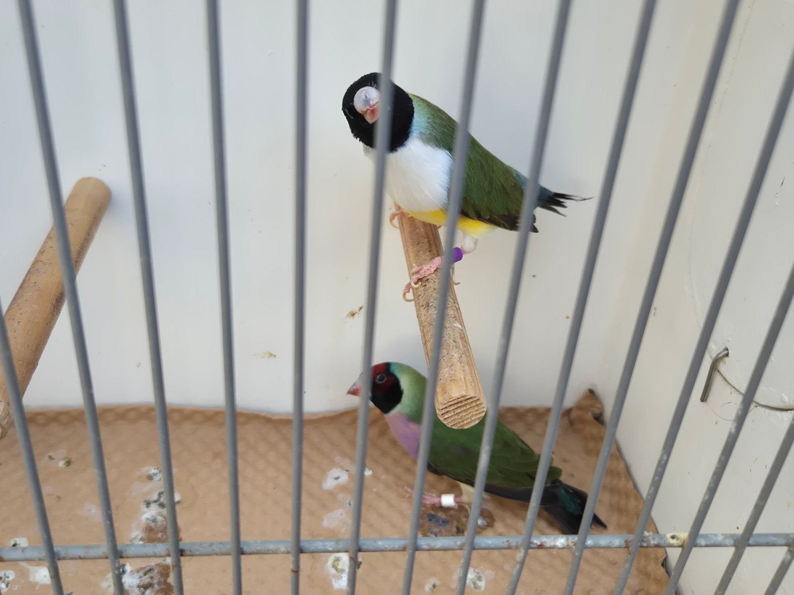 diverse gouldamadines, Meerdere dieren, Tropenvogel, Geringd