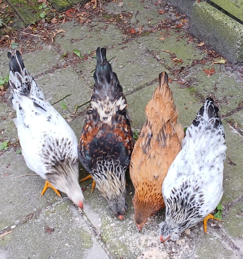 Prachtige Araucana hanen, Mannelijk, Kip
