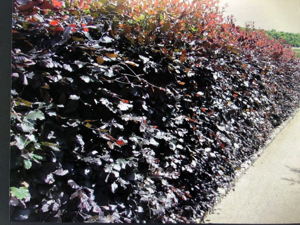 Fagus sylvatica atrop. (rode, bladhoudende haagbeuk), Tuin en Terras, Planten | Tuinplanten, Ophalen, Overige soorten, Halfschaduw