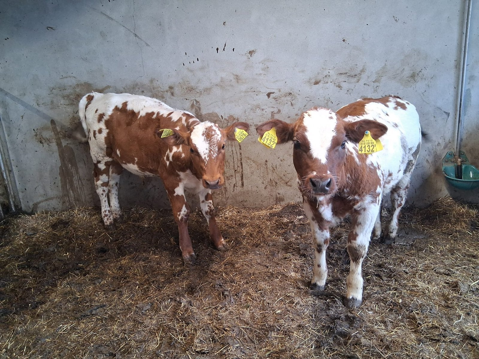 Te koop 2 luxe kalveren en zoogstel, Dieren en Toebehoren, Runderen, Meerdere dieren, 0 tot 2 jaar