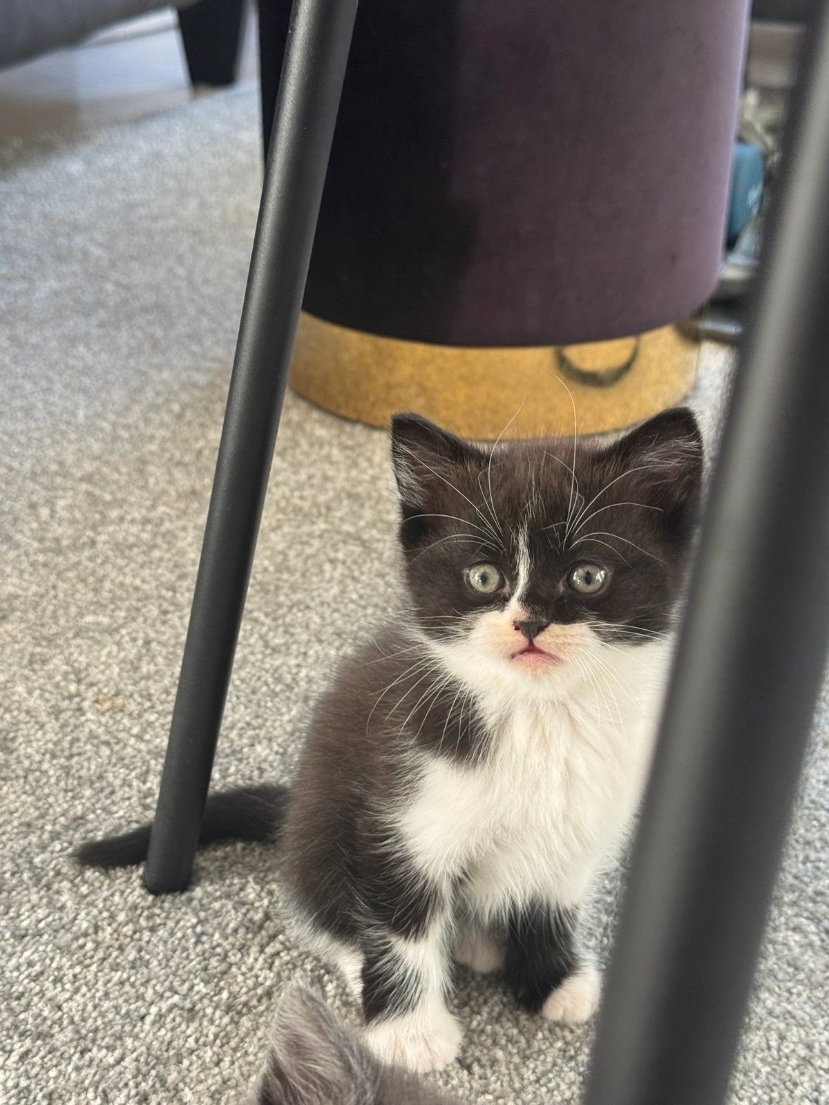 Britse kort haar kitten mag verhuizen, Dieren en Toebehoren, Katten en Kittens | Overige Katten, Poes