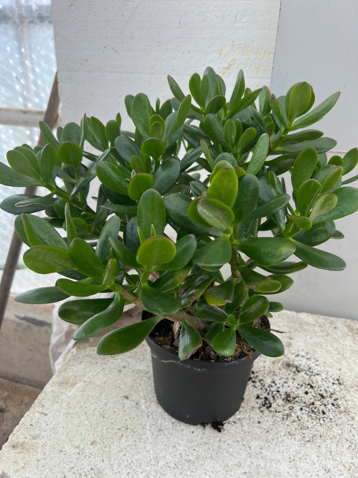 Jade plant of money tree pot17cm, Huis en Inrichting, Ophalen of Verzenden, Halfschaduw, Minder dan 100 cm